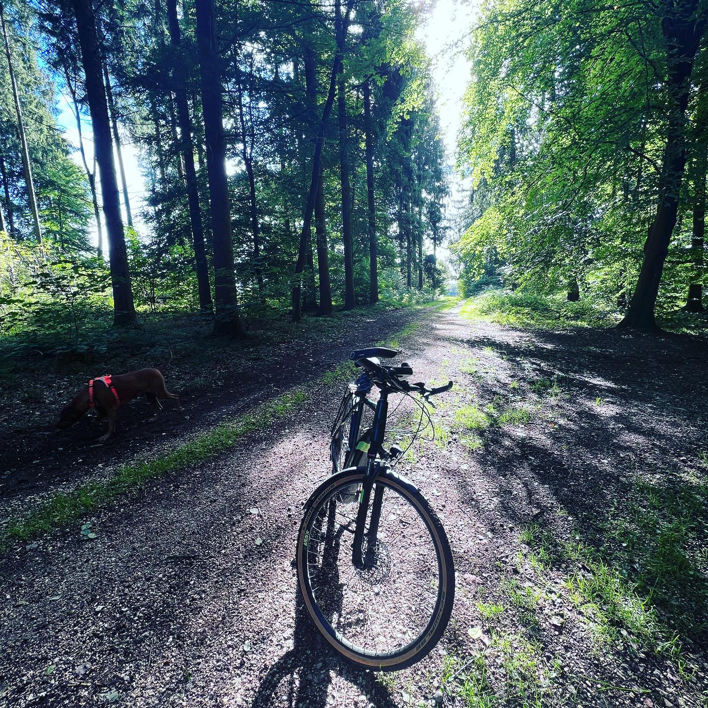 Wer wünscht es sich nicht ?
NORMALITÄT 

Jedoch flüchte ich manchmal vor der Normalität mittlerweile, manchmal vor meiner unfassbaren Wut auf diese Krankheit und manchmal einfach nur um wieder zu erkennen wie sinnlos doch das ganze nachdenken ist. 

Einfach ein Ort der Ruhe … 

Kann euch garnicht sagen wie wichtig mir die Momente sind. 

Alleine mit Jogi im Wald 🌳 

Ruhe … keiner will was … einfach nur mal SEIN dürfen für einen Moment. 

Sowas zu finden ist wichtig 😘 auch wenn du gesund bist. 

#krebsisteinarschloch#darmkrebs#krebskämpfer #krebskrank #cancer #cancerfighter #lifestyle #lifeisgood #lifeisbeautiful #lifecoaching #paliativ #darmkrebs#lifeofadventure #love #selfie #healthylifestyle #healthy #gesundheit #gesundleben #krank #krankheit #lebensfreude #lebengenießen #lebensqualität #lebedeinleben #lebensmotto #fickdichkrebs #zitate