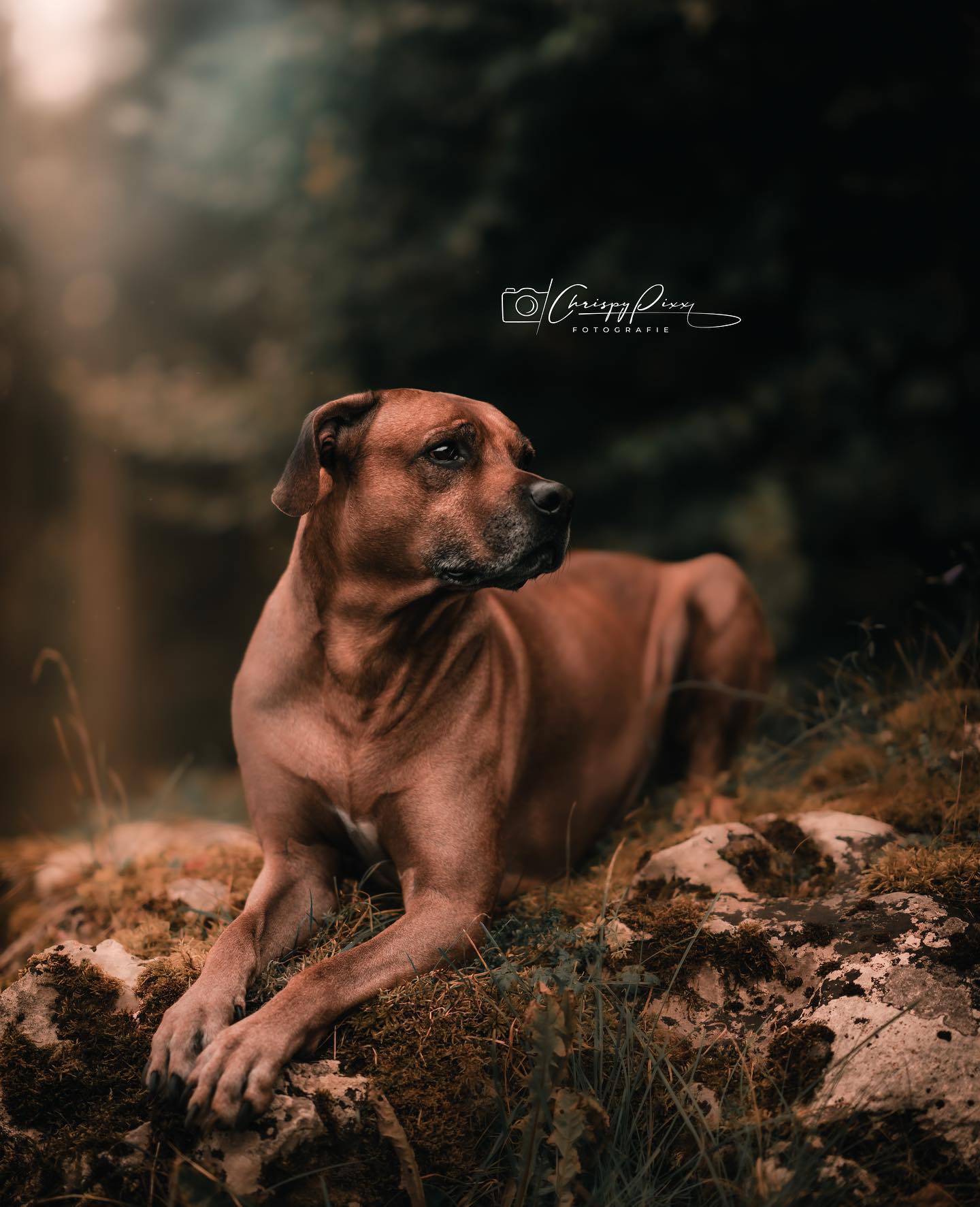 Tausend und 4 Dänker 😀 @chrispypixx @chrispy_32_ einfach richtig tolles Fotos von meinem besten Freund ❤️😘😘❤️ das kommt auf Leinwand. Schreibt ihn einfach an wenn ihr auch geile Fotos braucht 😉😉😉

#krebsisteinarschloch #darmkrebs#krebskämpfer #krebskrank #cancer #mutmacher #cancerfighter #lifestyle#cancerblogger #lifeisgood #lifeisbeautiful #lifecoachin #palliativ #darmkrebs#lifeofadventure #dasistpalliativ #selfie #healthylifestyle #healthy #gesundheit #gesundleben #krank #krankheit #lebensfreude #darmkrebskämpfer #krebskrank  #cancerfighter #lebedeinleben #lebensmotto #fickdichkrebs #zitate 
#fckcancer