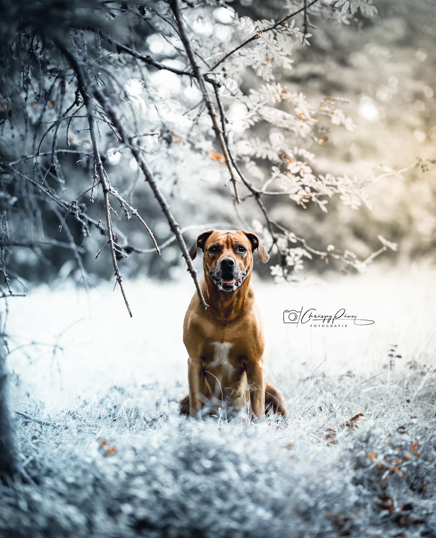 Tausend und 4 Dänker 😀 @chrispypixx @chrispy_32_ einfach richtig tolles Fotos von meinem besten Freund ❤️😘😘❤️ das kommt auf Leinwand. Schreibt ihn einfach an wenn ihr auch geile Fotos braucht 😉😉😉

#krebsisteinarschloch #darmkrebs#krebskämpfer #krebskrank #cancer #mutmacher #cancerfighter #lifestyle#cancerblogger #lifeisgood #lifeisbeautiful #lifecoachin #palliativ #darmkrebs#lifeofadventure #dasistpalliativ #selfie #healthylifestyle #healthy #gesundheit #gesundleben #krank #krankheit #lebensfreude #darmkrebskämpfer #krebskrank  #cancerfighter #lebedeinleben #lebensmotto #fickdichkrebs #zitate 
#fckcancer