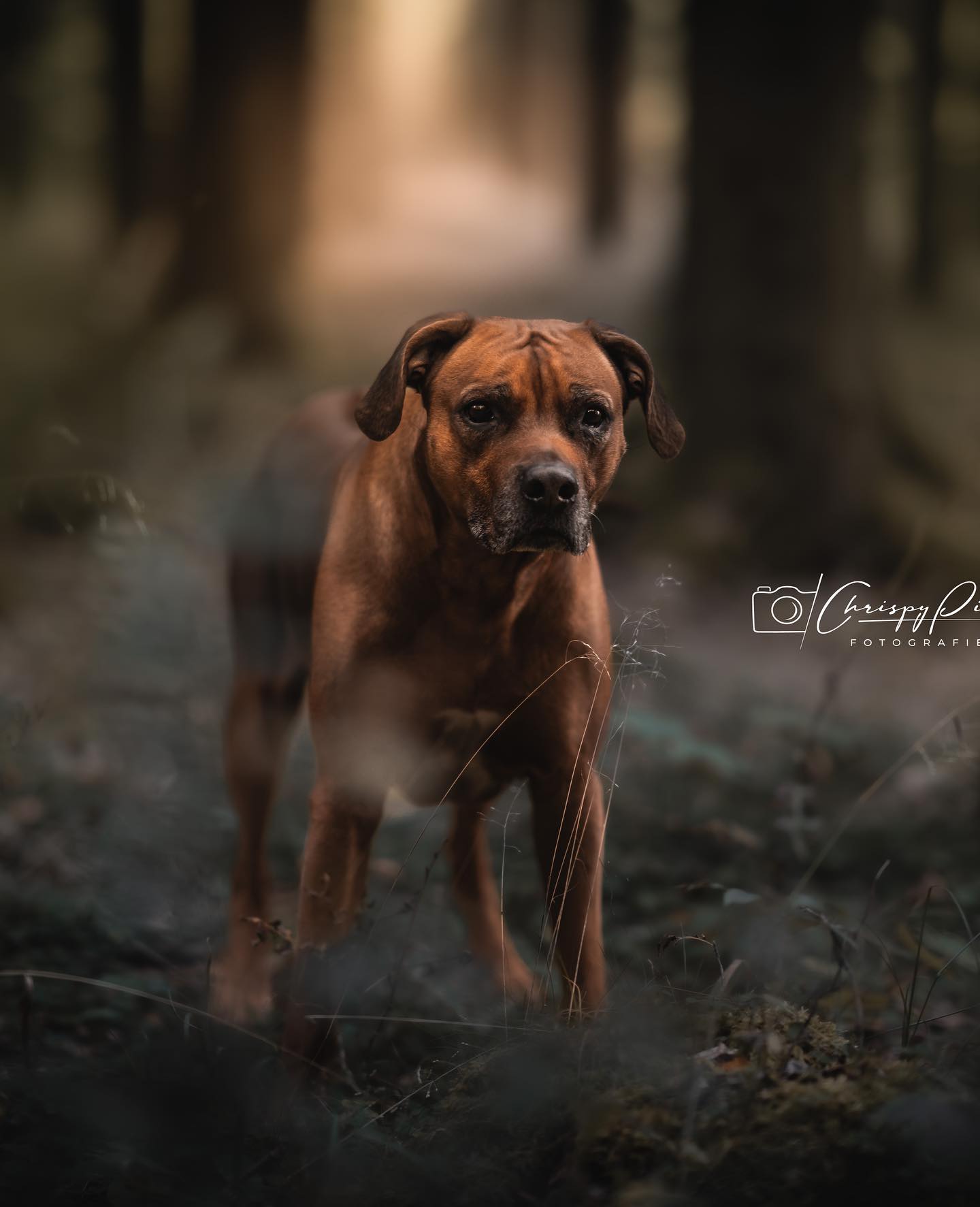 Tausend und 4 Dänker 😀 @chrispypixx @chrispy_32_ einfach richtig tolles Fotos von meinem besten Freund ❤️😘😘❤️ das kommt auf Leinwand. Schreibt ihn einfach an wenn ihr auch geile Fotos braucht 😉😉😉

#krebsisteinarschloch #darmkrebs#krebskämpfer #krebskrank #cancer #mutmacher #cancerfighter #lifestyle#cancerblogger #lifeisgood #lifeisbeautiful #lifecoachin #palliativ #darmkrebs#lifeofadventure #dasistpalliativ #selfie #healthylifestyle #healthy #gesundheit #gesundleben #krank #krankheit #lebensfreude #darmkrebskämpfer #krebskrank  #cancerfighter #lebedeinleben #lebensmotto #fickdichkrebs #zitate 
#fckcancer