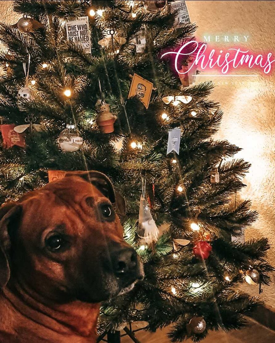 Wir wünschen euch allen erstmal ne geile Weinachtsszeit. Ich bin so froh,dass es mir grad einigermaßen geht und versuche weiterhin alles zu geben und euch mitzunehmen auf meine Reise gegen den Krebs. Vielen Dank für die vielen tollen Nachrichten, fürs Daumen drücken fürs mitfiebern. 

Das ist der Wahnsinn wie viel Leute mittlerweile zusehen und mir macht es wahnsinnig viel Spaß mein kleines aber feines Logbuch ❤️ 

Alles wäre ohne meine Familie und meine Freunde und Bekannte nicht machbar gewesen. Tausend Dankers 😇

Lasst uns weitermachen und niemals aufgeben 👍😉 

Vielen Dank meine Lieblingsstalker

Euer Kolbe eure Jani und euer Jogi 🥰

krebs#krebskämpfer #krebskrank #cancer #mutmacher #cancerfighter #lifestyle#cancerblogger #lifeisgood #lifeisbeautiful #lifecoachin #palliativ #darmkrebs#lifeofadventure #dasistpalliativ #selfie #healthylifestyle #healthy #gesundheit #gesundleben #krank #krankheit #lebensfreude #darmkrebskämpfer #krebskrank  #cancerfighter #lebedeinleben #lebensmotto #fickdichkrebs #zitate 
#fckcancer